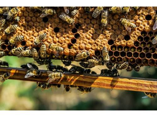 Zimowe dokarmianie pszczół